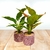 PLANTA 28CM MACETA CEMENTO - comprar online
