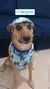 Kit Bandana + Boné Stitch Azul na internet