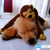 Cachorro golden retriever dormindo com um macaco de pelúcia sobre suas costas.
