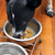 Cachorro comendo em um comedouro de inox, com suporte e água ao lado.