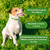 Um cachorro sentado em um gramado verde, usando uma coleira antipulga verde, com informações sobre proteção prolongada e resistência à chuva e sol.
