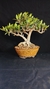 Olivo ( Olea europaea)