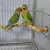 Suporte para pássaros - Kiks Pet Store - Petshop Online