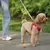 Peitoral para cães - comprar online