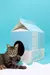 Cat House - Leite 7 longas vidas na internet
