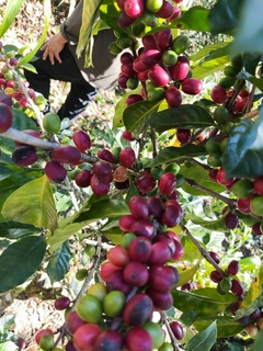 CAFE EN ORO VERDE 10 KGS - comprar en línea