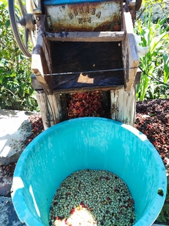 CAFE EN ORO VERDE 10 KGS en internet