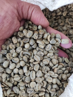CAFE EN ORO VERDE 10 KGS