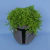 Cachepot The Mandalorian Star Wars na internet