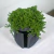 Cachepot The Mandalorian Star Wars - comprar online