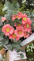 Pink Bouquet - comprar online