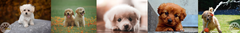Banner de la categoría Cachorros