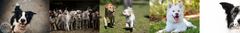Banner de la categoría Perros