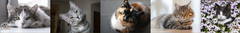 Banner de la categoría Gatos