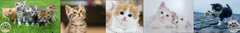 Banner de la categoría Gatitos