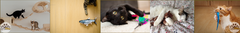 Banner de la categoría Gatos