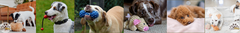 Banner de la categoría Perros