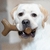Benebone Stick - Sabor Bacon na internet