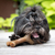 Benebone Stick - Sabor Bacon - loja online