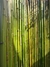 Cerco de Caña de Bambu 1m x 1,50m Verde Natural