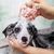Cepillo con Dispenser - Pet Shop La Puggi