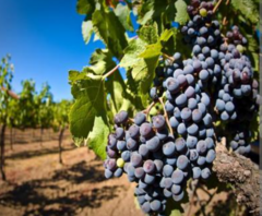 Banner de la categoría Vinos Tintos