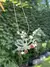 Collar con flor de loto y 7 chakras