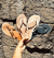 Chinelo Lice - comprar online