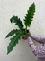 Philodendron Jungle Boggie - G