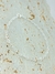 PULSEIRA ELOS DELICADOS PRATA 925