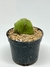 Opuntia Bonaerensis - comprar online
