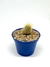 Cleistocactus columnar (baby) - comprar online