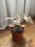 Imagen de Syngonium Pink Perfection