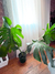 Monstera deliciosa (costilla de Adan) en internet