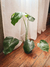 Monstera deliciosa (costilla de Adan)
