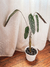 Calathea Ctenanthe Oppenheimiana (Setosa) - comprar online