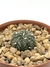 Astrophytum Asterias Super Kabuto