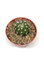 Echinopsis Subdenuata - tienda online
