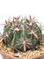 Ferocactus