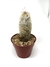 Espostoa Lanata (Viejito) - comprar online