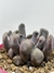 Echeveria Cupido