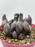 Echeveria Cupido - SucuLover