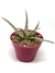 Aloe Rauhii Reynolds (zorro blanco) en internet