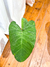 Xanthosoma Violaceum (Alocasia Morada) en internet