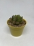 Echeveria Frida Kahlo - SucuLover