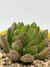 Echeveria Frida Kahlo en internet