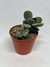 Crassula Cotyledonis - comprar online