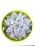 Echeveria Madiba - comprar online