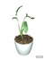 Monstera Philodendron Peruviano
