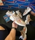 NEW BALANCE 1 EDITION - Ref.: 097